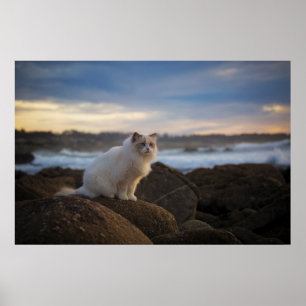 Ragdoll Katze am Strand Poster