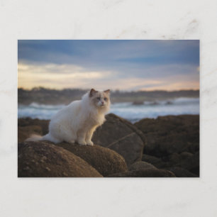 Ragdoll Katze am Strand Postkarte