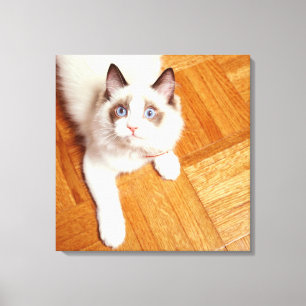 Ragdoll Katze auf Boden, erhöhte Ansicht Leinwanddruck