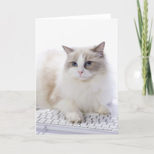 Ragdoll Katze auf Computertastatur Karte