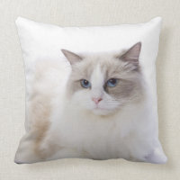 Ragdoll Katze auf Computertastatur