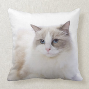 Ragdoll Katze auf Computertastatur Kissen