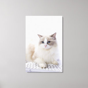 Ragdoll Katze auf Computertastatur Leinwanddruck