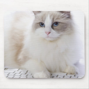 Ragdoll-Katze auf Computertastatur Mousepad