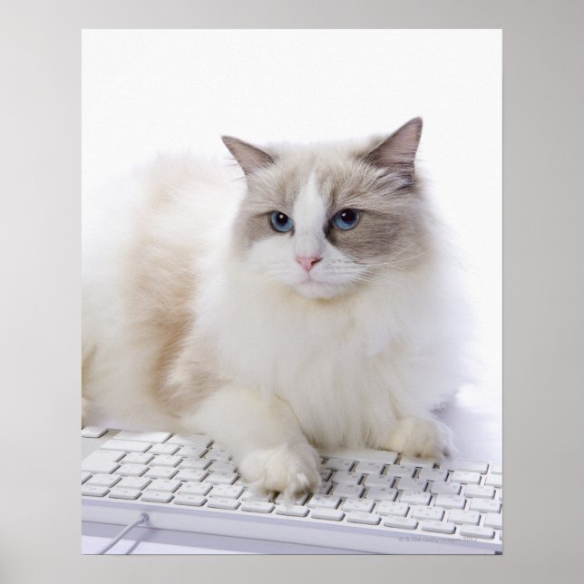 Ragdoll-Katze auf Computertastatur Poster (Vorne)