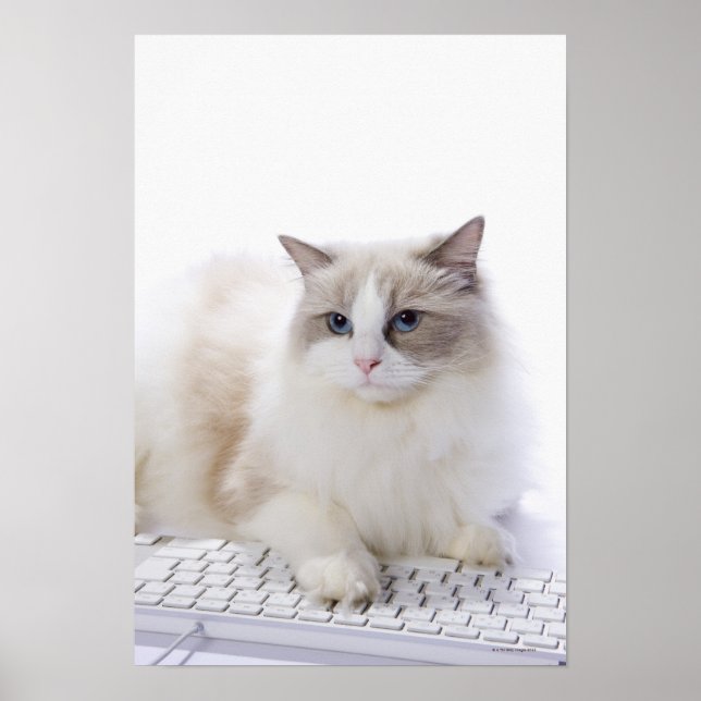 Ragdoll-Katze auf Computertastatur Poster (Vorne)