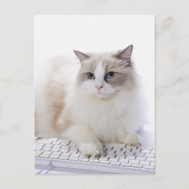 Ragdoll-Katze auf Computertastatur Postkarte (Vorderseite)