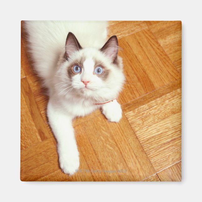 Ragdoll Katze auf dem Boden, erhöhte Sicht Magnet (Vorne)