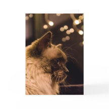 Ragdoll Katze beleuchtet Karte