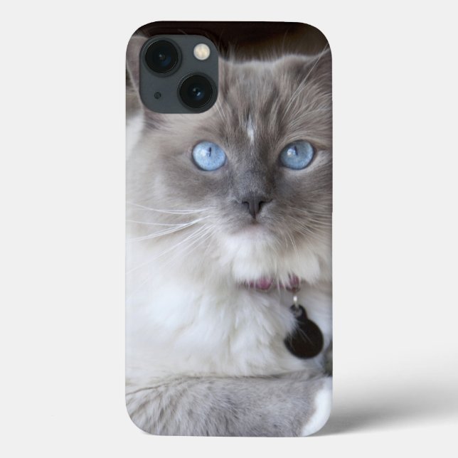 Ragdoll-Katze Case-Mate iPhone Hülle (Rückseite)