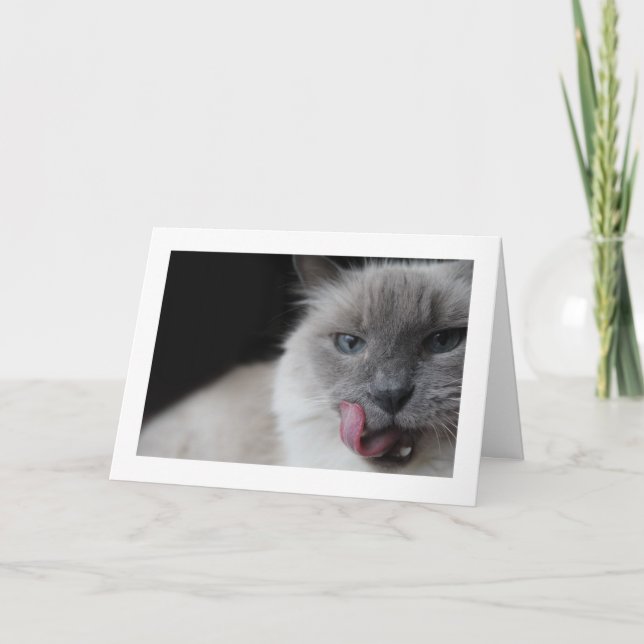 Ragdoll Katze, die Lippen leckt Karte (Vorderseite)