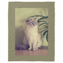 Ragdoll Katze