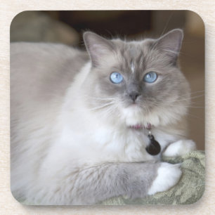 Ragdoll-Katze Getränkeuntersetzer