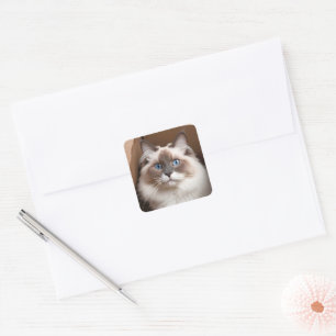 Ragdoll Katze in Faltschachtel Quadratischer Aufkleber