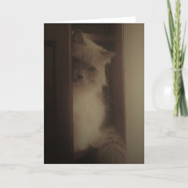 Ragdoll Katze Karte