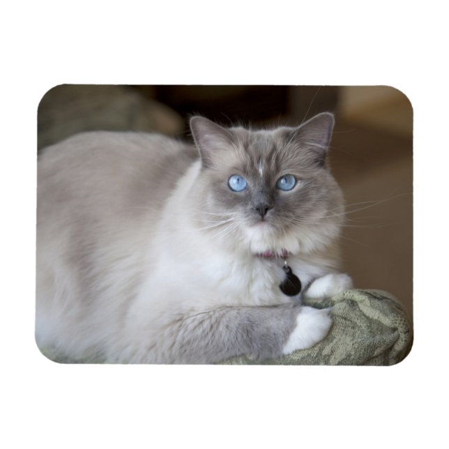 Ragdoll-Katze Magnet (Horizontal)