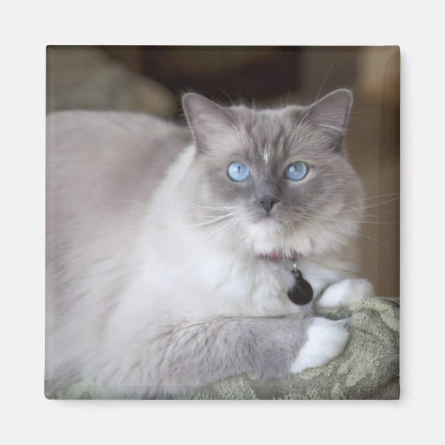 Ragdoll-Katze Magnet (Vorne)