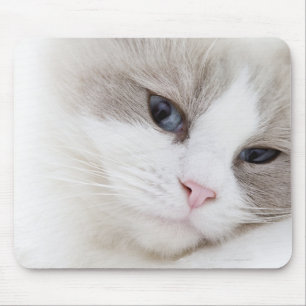 Ragdoll Katze Mousepad