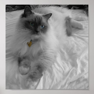 Ragdoll Katze Poster
