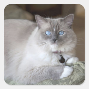 Ragdoll-Katze Quadratischer Aufkleber