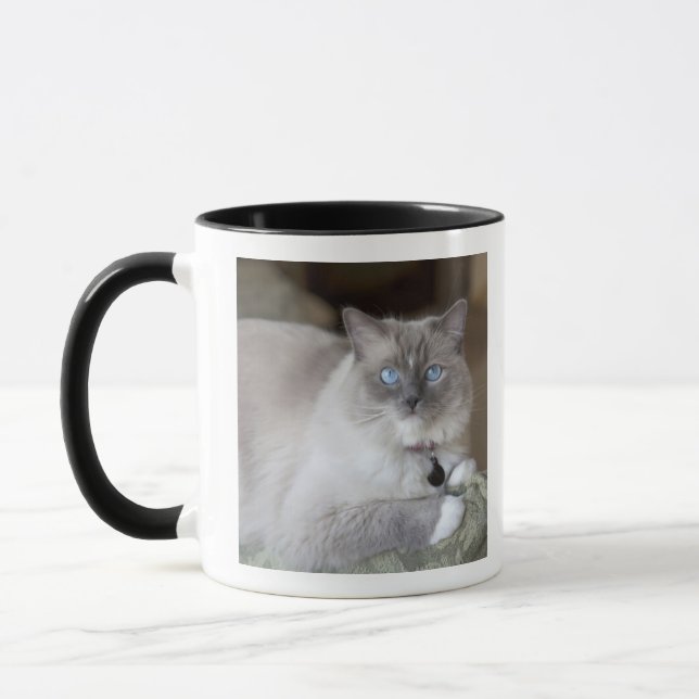 Ragdoll-Katze Tasse (Links)