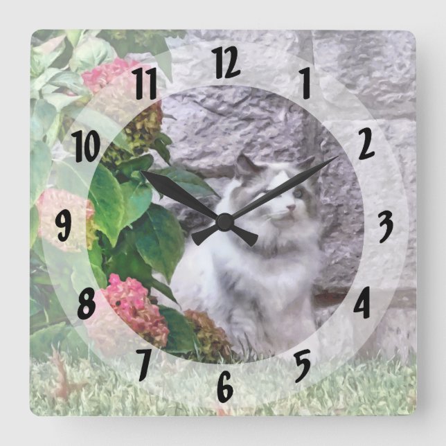 Ragdoll-Katze von Hydrangea Quadratische Wanduhr (Vorderseite)