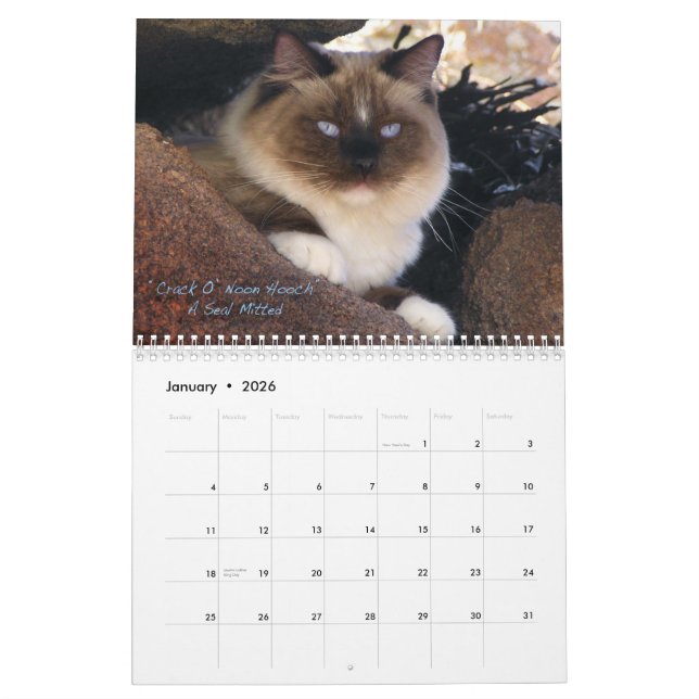 Ragdoll Katzen-Kalender Kalender (Jan 2026)