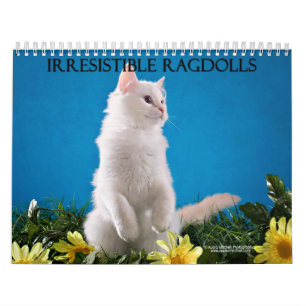 Ragdoll Katzen-Kalender Kalender