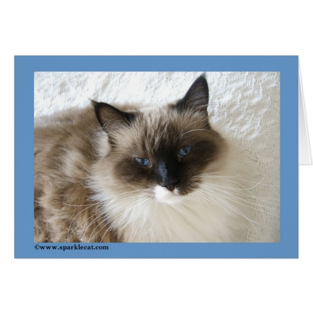 Ragdoll Katzen-Karte (Vorderseite (Horizontal))