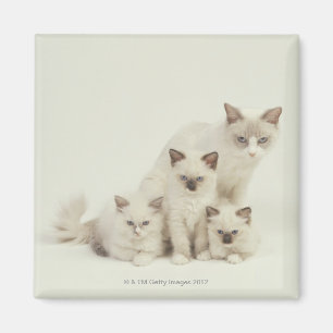 Ragdoll Katzenfrau mit Kätzchen Magnet