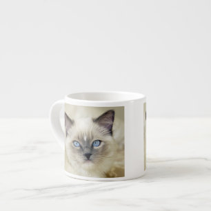 Ragdoll Kitten Espressotasse