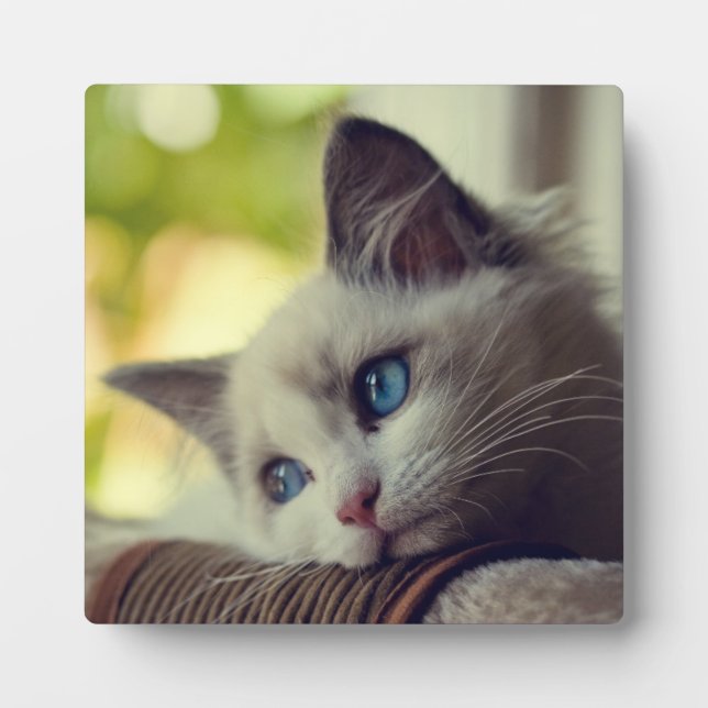 Ragdoll Kitten Fotoplatte (Vorderseite)