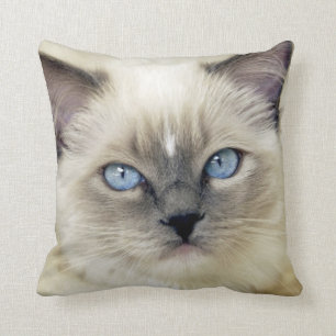 Ragdoll Kitten Kissen