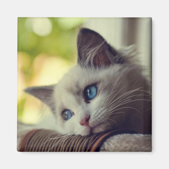 Ragdoll Kitten Magnet (Vorne)