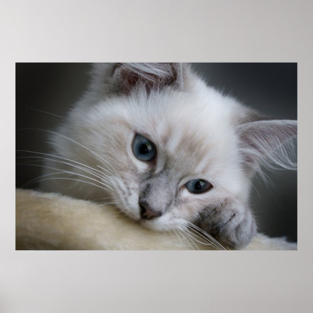 Ragdoll Kitten Poster (Vorne)