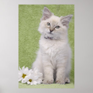 Ragdoll kitten Poster mit grünem Hintergrund