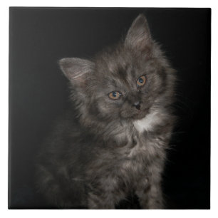 Ragdoll kitten ragdoll cat face Schwarz-weiß kitt Fliese