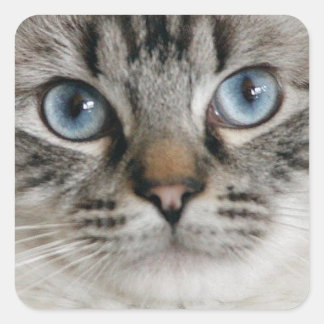 Ragdoll Kitten Sticker