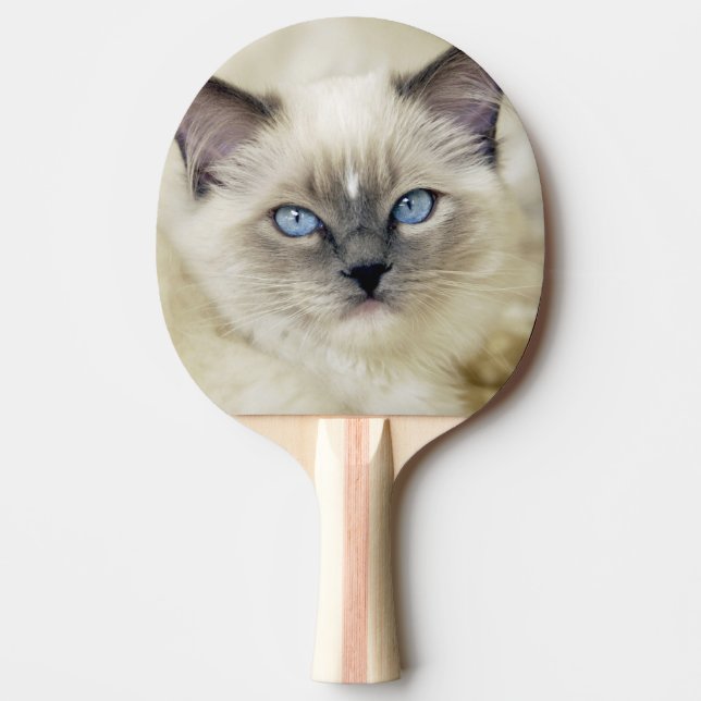 Ragdoll Kitten Tischtennis Schläger (Vorderseite)