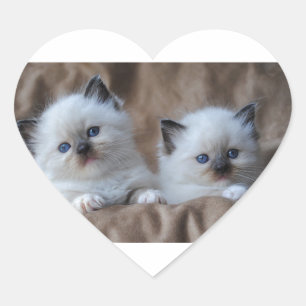 Ragdoll Kittens Herz-Aufkleber