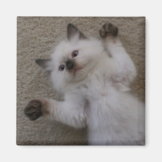 Ragdoll Kitty Magnet (Vorne)