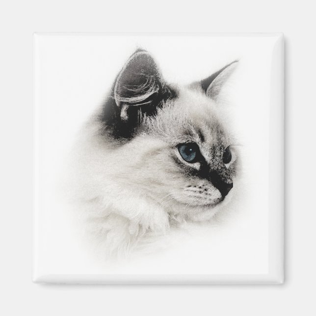 Ragdoll-Magnet Magnet (Vorne)