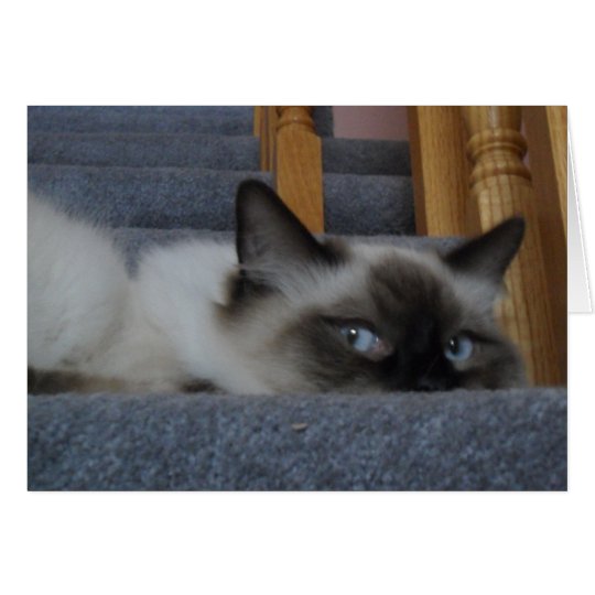 Ragdoll Miezekatze Karte