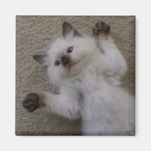 Ragdoll Miezekatze Magnet