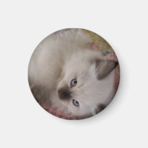 Ragdoll Miezekatze Magnet