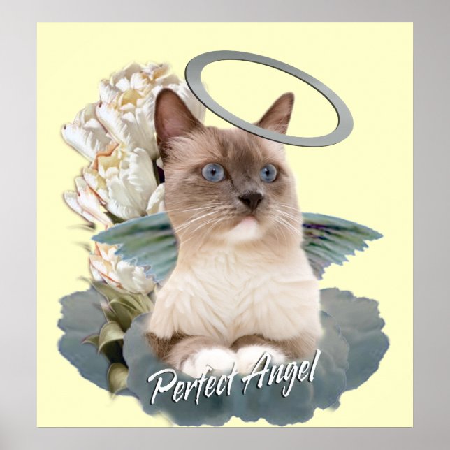 Ragdoll Perfect Angel Kitten Poster (Vorne)