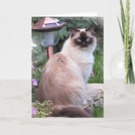 ragdoll Porträt-Karten Karte