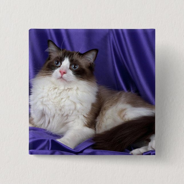 Ragdoll, Siegel zweifarbig Button (Vorderseite)