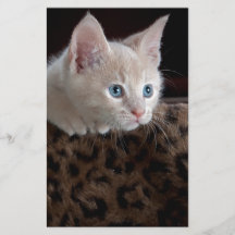 Rahkitten mit schönen blauen Augen