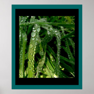 Rain Drops on Grass Print Poster